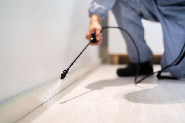 Certified termite inspector examining foundation in Highland Heights